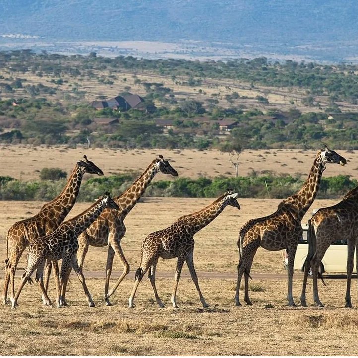 viutravel's tweet photo. DID YOU KNOW:
Thousands of the animals 🦓🦬🦌🐏🐃 that take part in the #MaraMigration never make it back EXPERIENCE THE 7TH WONDER OF THE WORLD WITH US🎊
Take Advantage of discounted rates from @viutravel
Only From Ksh 14,000/-
LIPA POLE POLE
Call: 0703254254
#mara https://t.co/1C6cjY5QCU