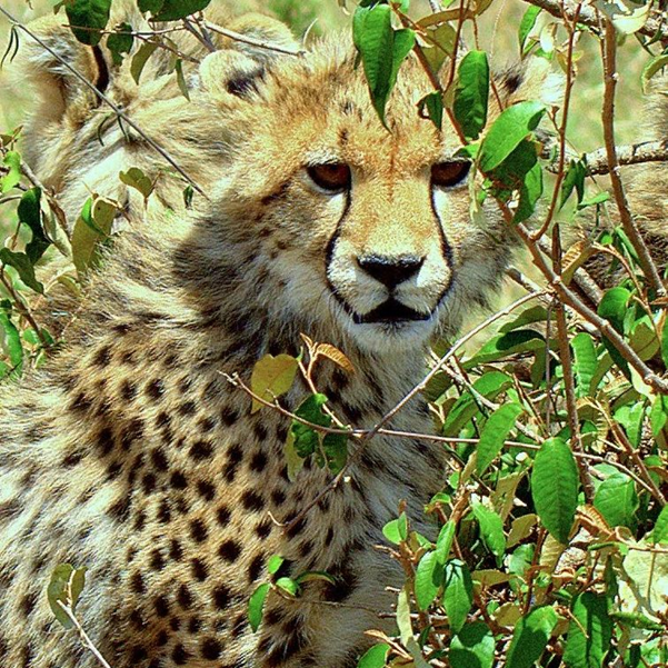 AardowolfA's tweet photo. So well camouflaged almost missed this little guy.

#Kenyasafari #Luxurylodge #Safarikenya #Whyilovekenya #Magicalkenya #Homefromhome #Nextdestination #Cheetah #Classicsafariafrica #Aardwolfafricasafari https://t.co/FjBe8echXw