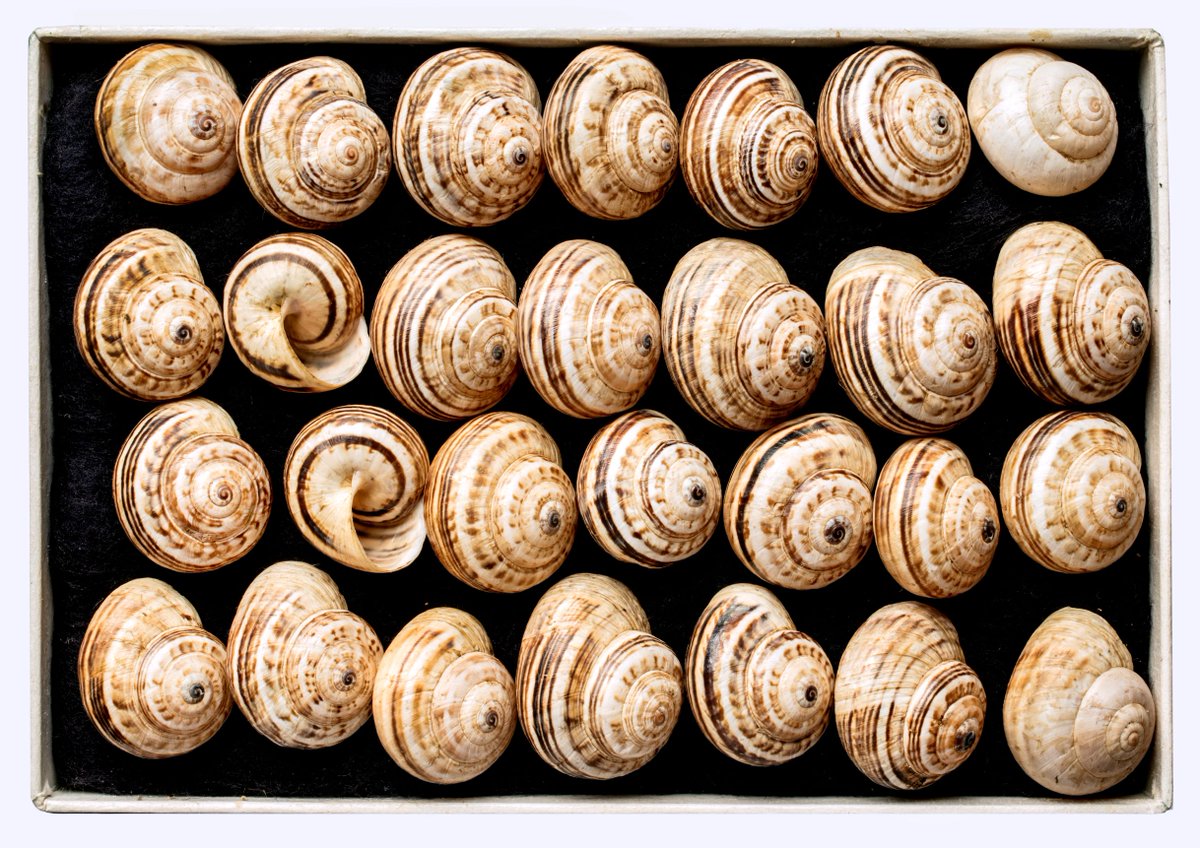NHM_shells's tweet photo. In celebration of Day of Portugal π΅πΉ, here's a white garden snail. Land snails are considered a delicacy and in Portugal alone, people consume about 4,000 t of land snails annually, including this speciesπ
@NHM_London #InterestingShells #DiadePortugal https://t.co/36dVVVKj30