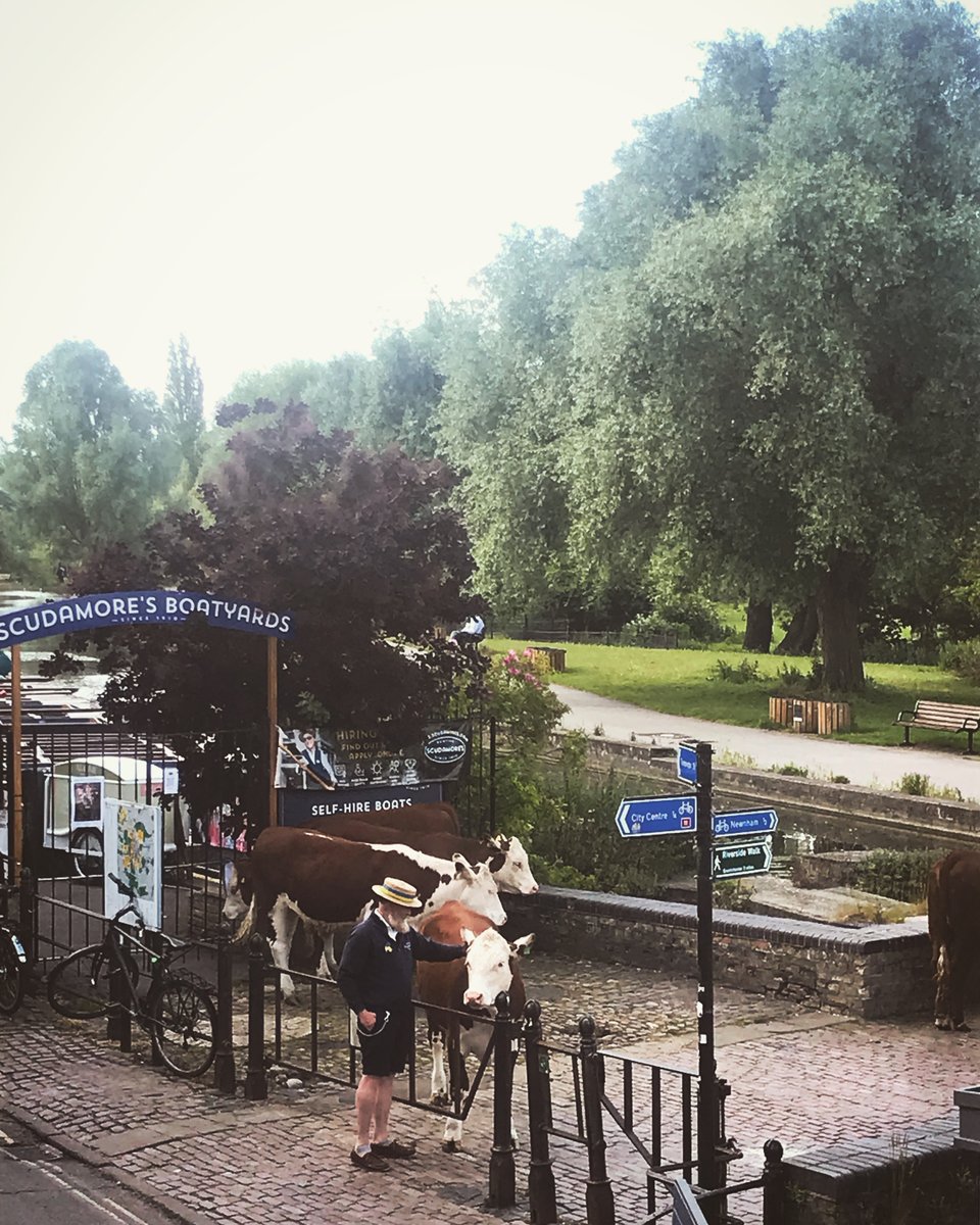Punter petting a cow in the middle of the city centre. #OnlyInCambridge 

<a href="/ideaSpaceCity/">ideaSpaceCity</a>