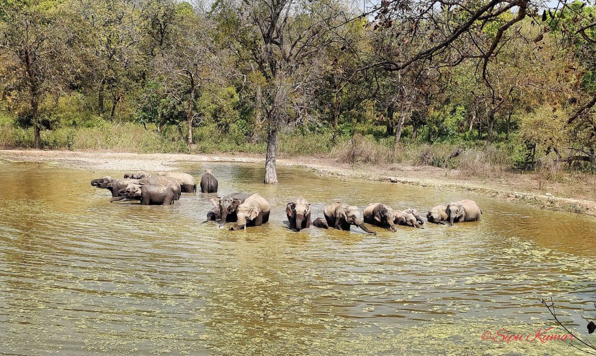 spsubudhi's tweet photo. Elephants.. not buffaloes.😃😀 https://t.co/ih8yWxhiW7