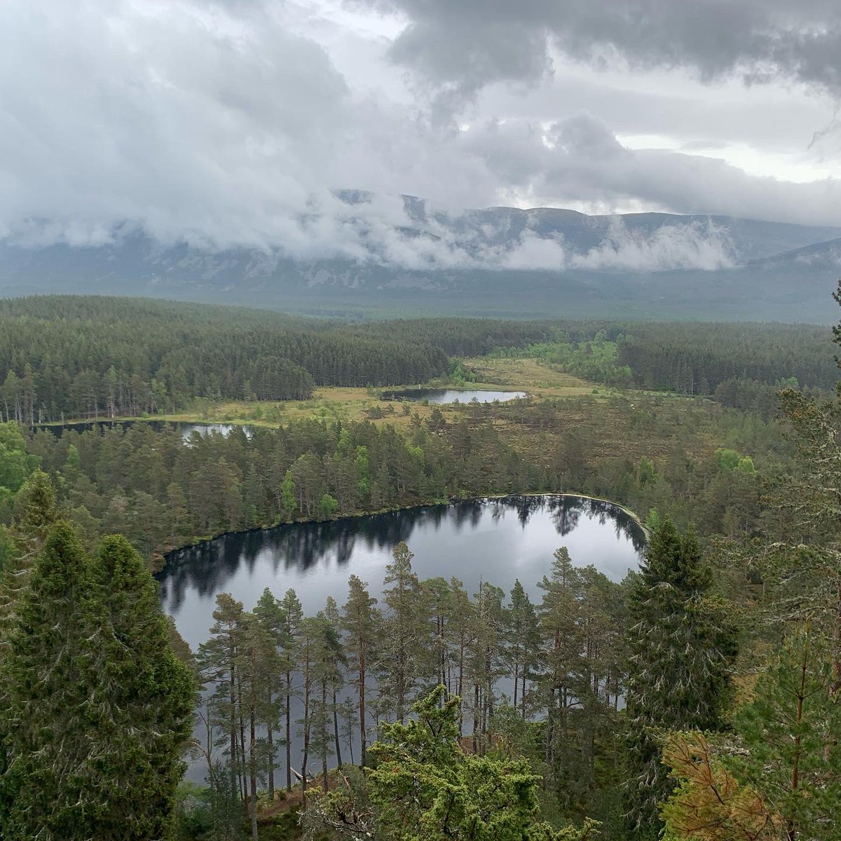 rachelevatt's tweet photo. Inspiring trip to the Cairngorms with @RewildingB to see what is a massive area of rewilding and huge demonstration of hope for nature’s recovery. Special thanks to David Hetherington @cairngormsnews for the walk around and @PCairnsPhoto for meeting us. https://t.co/FKEX4KxXMj