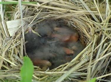 一週間の終わりに #ほんわか するニュース。#備前太陽光発電所 の月次点検報告書に #ひばりの巣 🪹と　#ひな の報告がありました。
発電所の保守管理をしてくださっている #旭電業 のスタッフの皆さんも一緒に、#自然保護 #環境保護 の意識高く取り組んでいます。