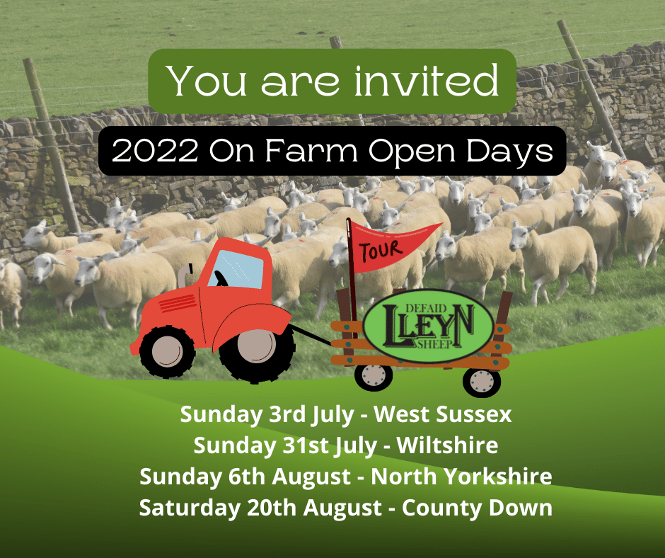 lleynsheep's tweet photo. 🌞2022 Breeders Open Days - you are invited to come and take a look:
https://t.co/m32wIww0jb
#farmtour 
#workingsheep 
#sheepinaction 
#sheepfarmer 
#seeittobelieveit  
#youareinvited https://t.co/2Gz956DkLT