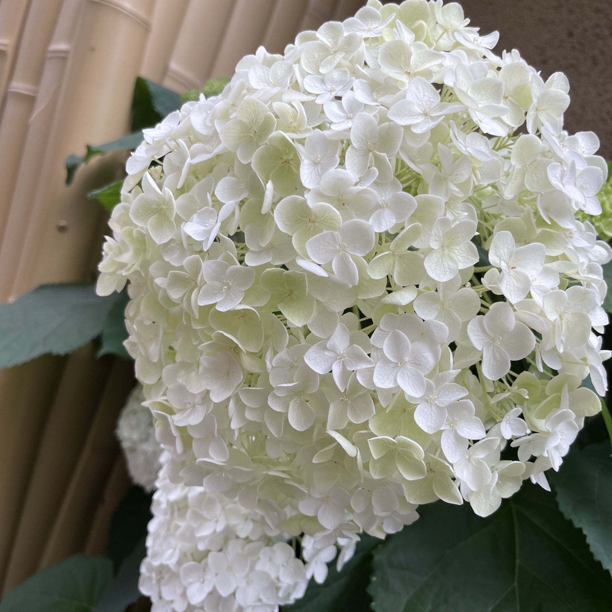高安 奈緒子 淡い紫のグラデーションで紫陽花ネイル シンプルだけどこっそり季節を感じられるネイルにするのが好きです ストーンは雨粒をイメージしましたが 雨というより雹っぽい きょう モニフラ で 爪キレイ とtweetしてくれた方が