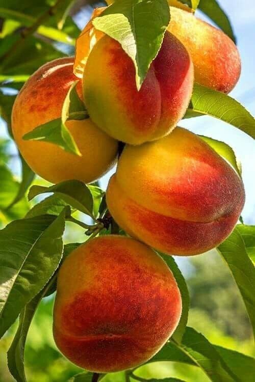 mynzagric254's tweet photo. There are 2 important factors to consider when growing PEACH 🍑; proper site selection and cultivar choice. Peaches can be grown in a wide variety of soils as long as it is well drained.Soil pH of slightly above 6 is ideal
#Thread 
#fridaymorning #FridayFeeling #FridayMotivation https://t.co/TVPYf0jx89