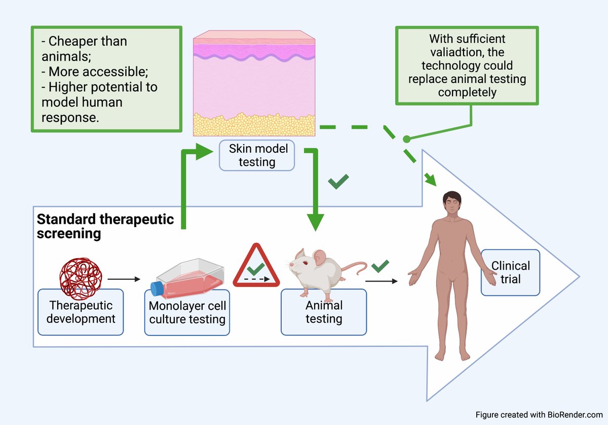 AleksanderAtan4's tweet image. Care about reducing animal testing and advancing pre-clinical drug screening? 

Here&apos;s why at @HTIbham with @Metcalfe_AD @DWLiam we are pushing the boundaries of #3Dprinted full-thickness human skin models, both in terms of their #bioscaffold and its functionalisation.#TCESxCDTs