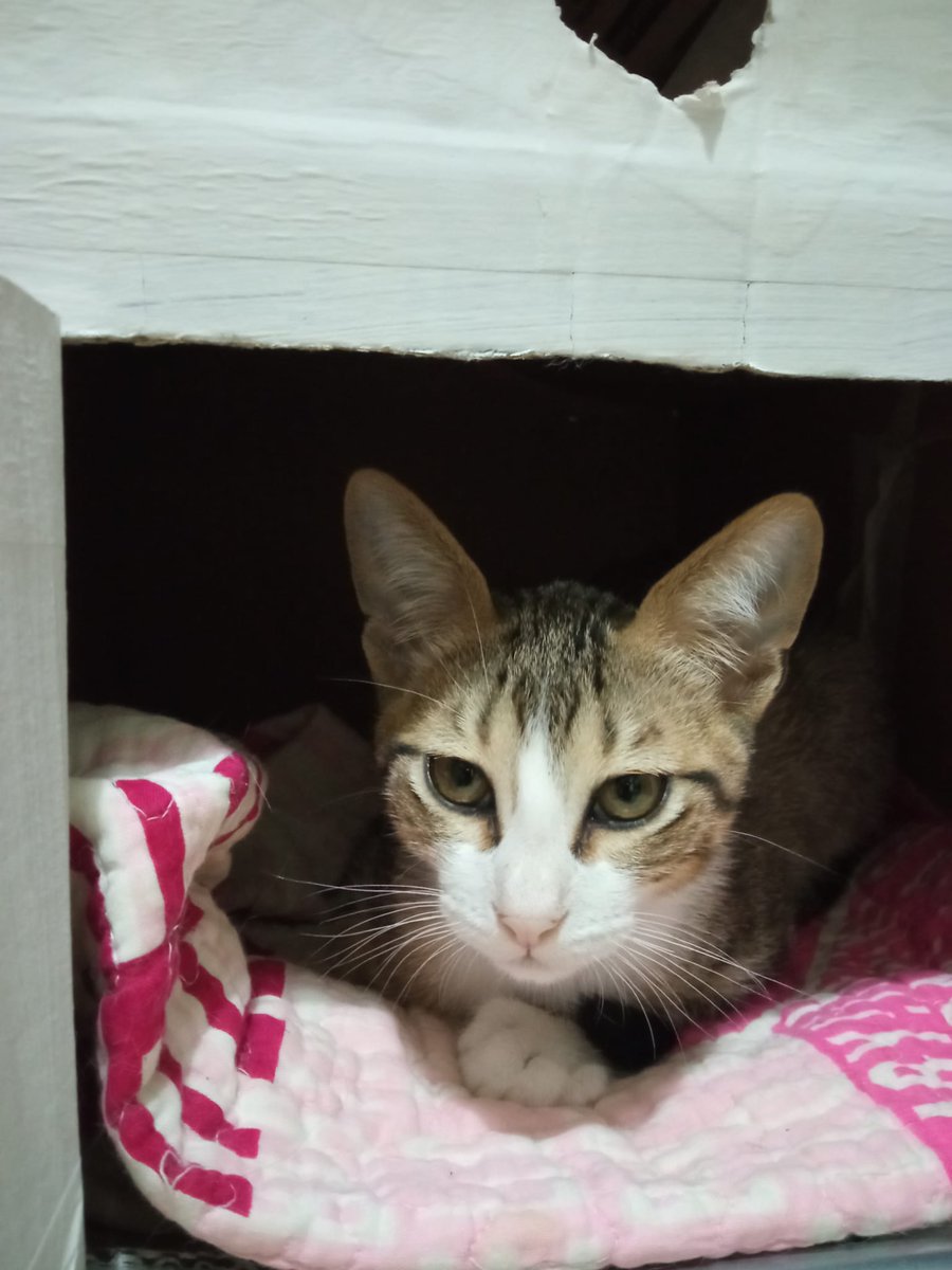 Edwyn_Fantasy's tweet photo. Este gatito de 3 meses, macho, busca una adopción responsable. Es decir que no lo salga a la calle, que esté las ventanas seguras...
Esta ya desparasitado y vacunado. 
Difusión por favor! https://t.co/1NQJWhlCaO