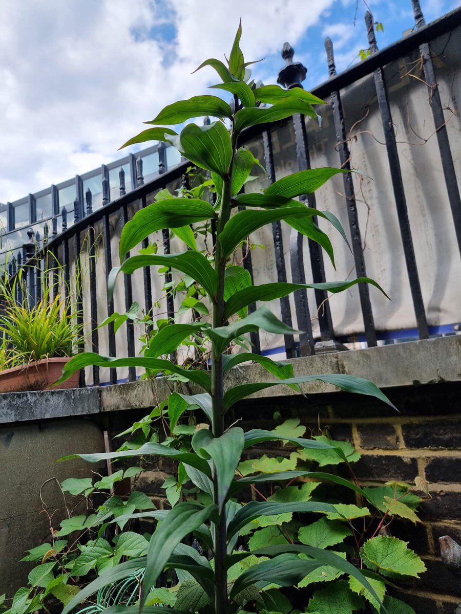 Nic’s Secret Garden and Plant Rescue Nursery tweet media