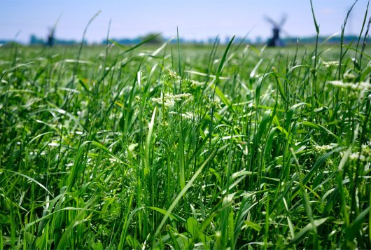 KringloopTip: Video: Eiwit van eigen land mijnkringloopwijzer.nl/actueel/nieuws…