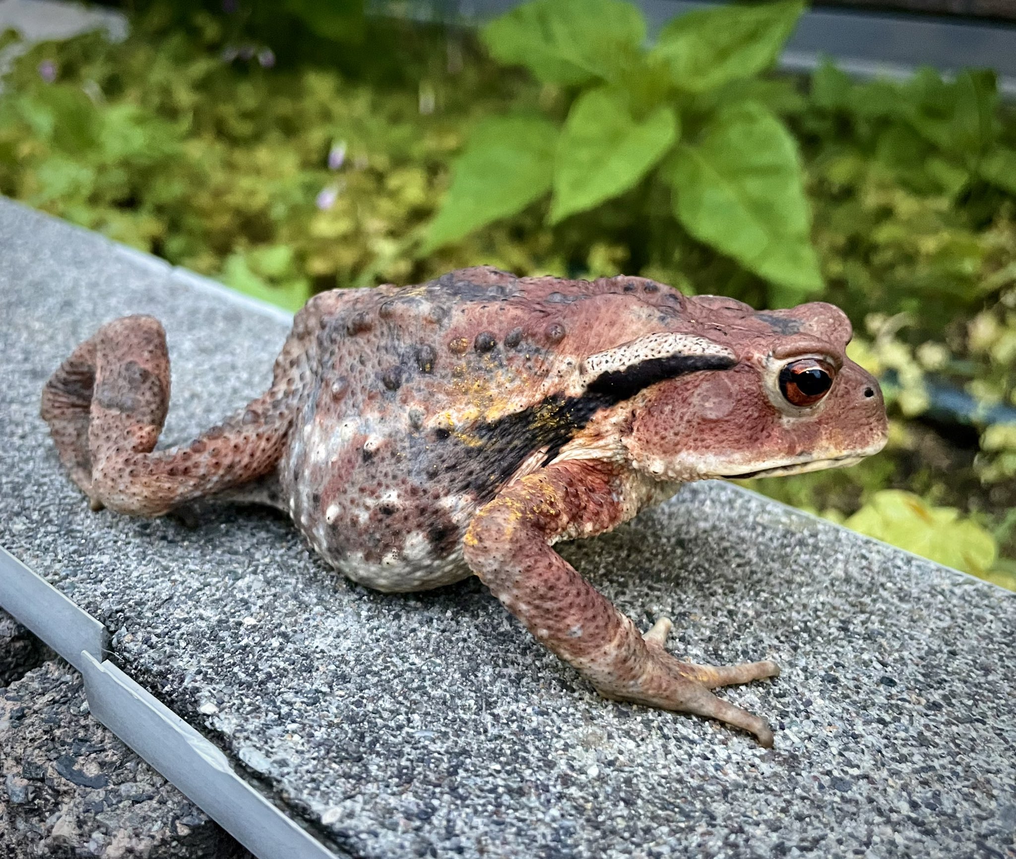 تويتر 小山鹿梨子 على تويتر 住宅街で見かけた渋かっこいいカエル アズマヒキガエル T Co L4thlkiaov تويتر 小山鹿梨子 على تويتر 住宅街で見かけた渋かっこいいカエル アズマヒキガエル T Co L4thlkiaov