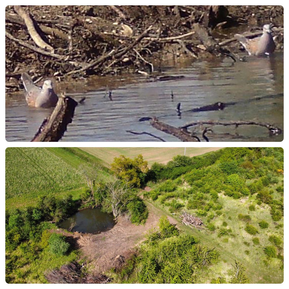 This pair of Turtle Doves have that Friday feeling! 

First - snacks. Then swim in their private pool… bliss!! 

We’re delighted that after restoring this pond in 2021, it’s now supporting these beauties 🤩

@SaveTurtleDoves 
#conservation #landscaperecovery