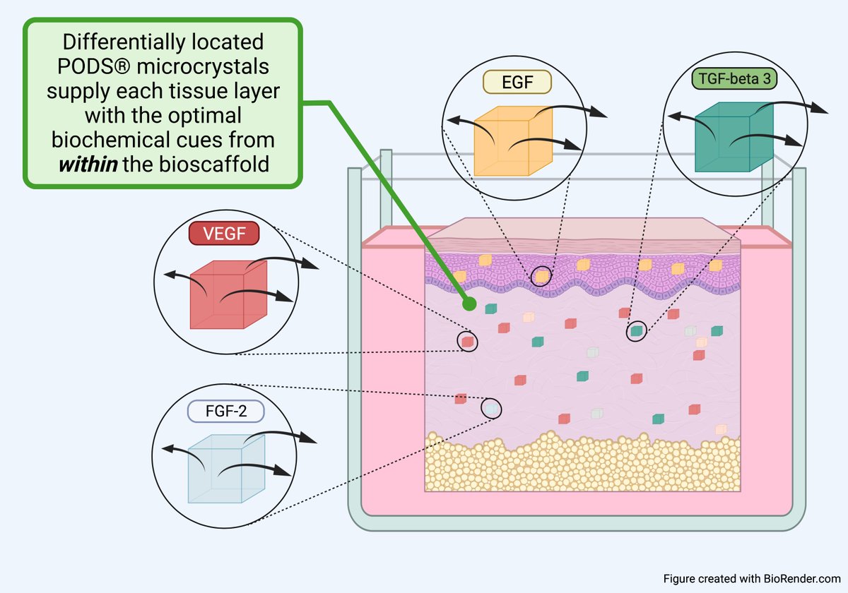 AleksanderAtan4's tweet image. By combining @CellGuidance PODS® crystals and advanced biomaterial development, we are to functionalise our bioscaffolds from within. The aim is to achieve site-specific concentration gradients and to address one of the main limitations to skin model complexity. #TCESxCDTs
