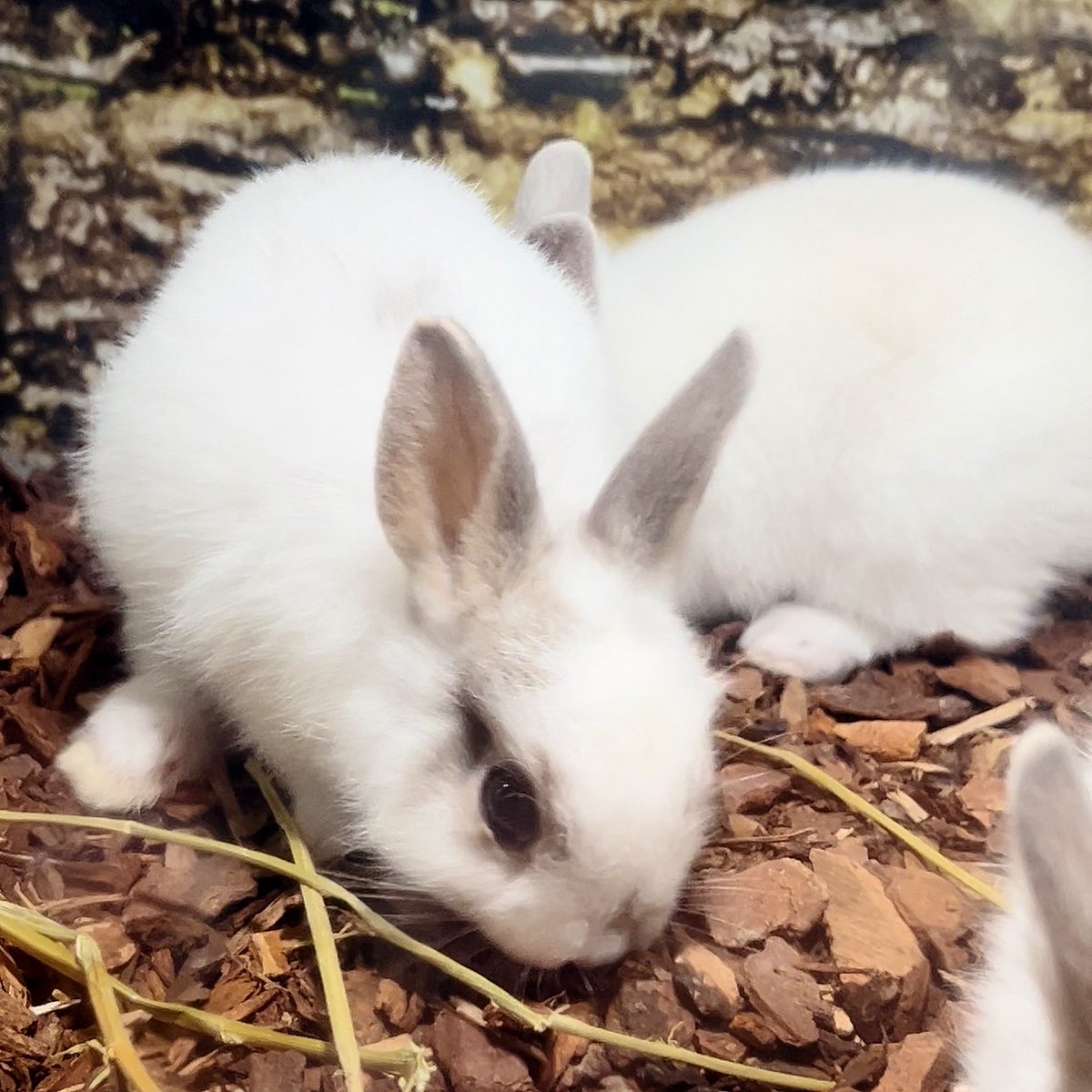 eeveenara's tweet photo. Guys omg I saw sum cute little tiny bunnies today and I’m crying aaa I wanna bring them home so badlyyyyy ToT 𐐪𐑂 ♡ 𐐪𐑂 https://t.co/XidL2G4yUL
