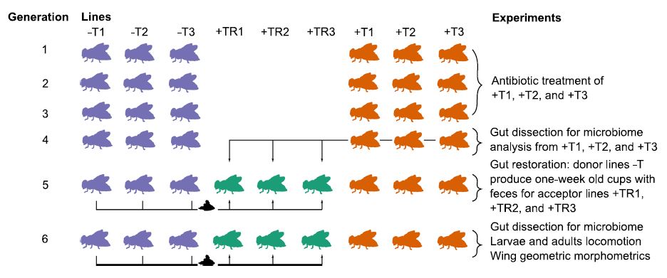 Mol_Ecol's tweet photo. New paper out in @microbiologyOA ! 🎉🍾🥂

Analyses of #locomotion, #WingMorphology, and #microbiome in #Drosophila nigrosparsa after recovery from #antibiotics 

https://t.co/k7CbZtrDus

#Wolbachia
@uniinnsbruck
@dmatted https://t.co/R2PcJ6jkbC