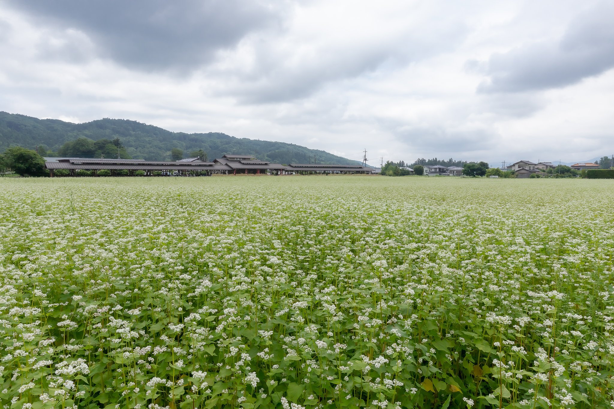 Toshi En Twitter ちちぶ花見の里 小さな白いそばの花を眺めながら ざるそばを美味しく頂きました 秩父 T Co D2st1lgtjy Twitter