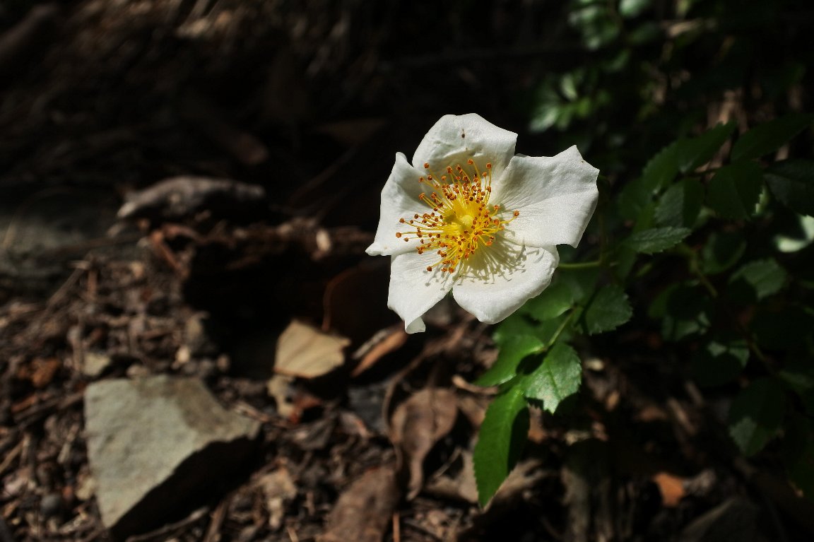 漱石枕流 テリハノイバラ 照葉野茨 の花 By J5 テリハノイバラ 照葉野茨 の花が いつもの登山道で咲き始めています 良く似た ノイバラ よりも葉が小さくて光沢があり これも秋には赤い実を着け 冬鳥の貴重な食餌となります