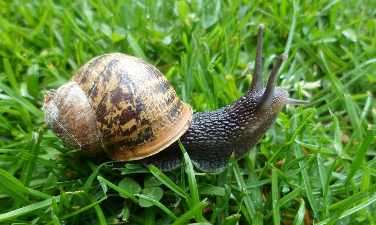 They say,a snail is a very slow creature but you will never find one where you found it yesterday. Move don't mind the the speed.