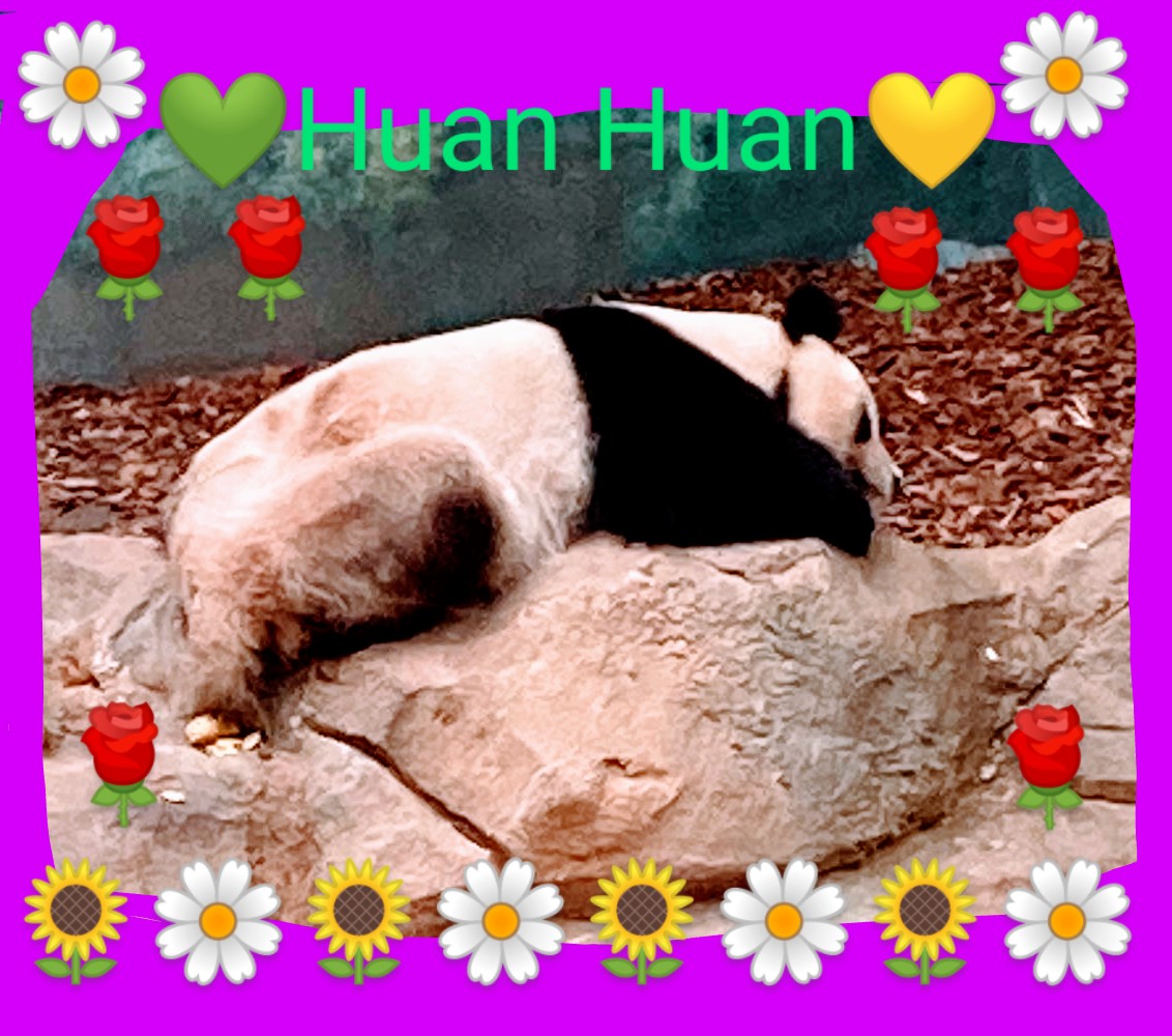molinet_josiane's tweet photo. ~πΌπ₯°ππΎπ Pretty Mom HUAN HUAN πΌ π wishes you a very pleasant week, taking good care of yourself~ πΌπΈπΊπ»πΏ #HuanHuan πΌπ #pandaπΌπ #PandaDayπΌπ #pandaweek πΌπ #cute πΌ π #Beauval πΌ π
~At @zooBeauval-France π«π· πΌπ π³ πΏ https://t.co/KGxDl5YJzC