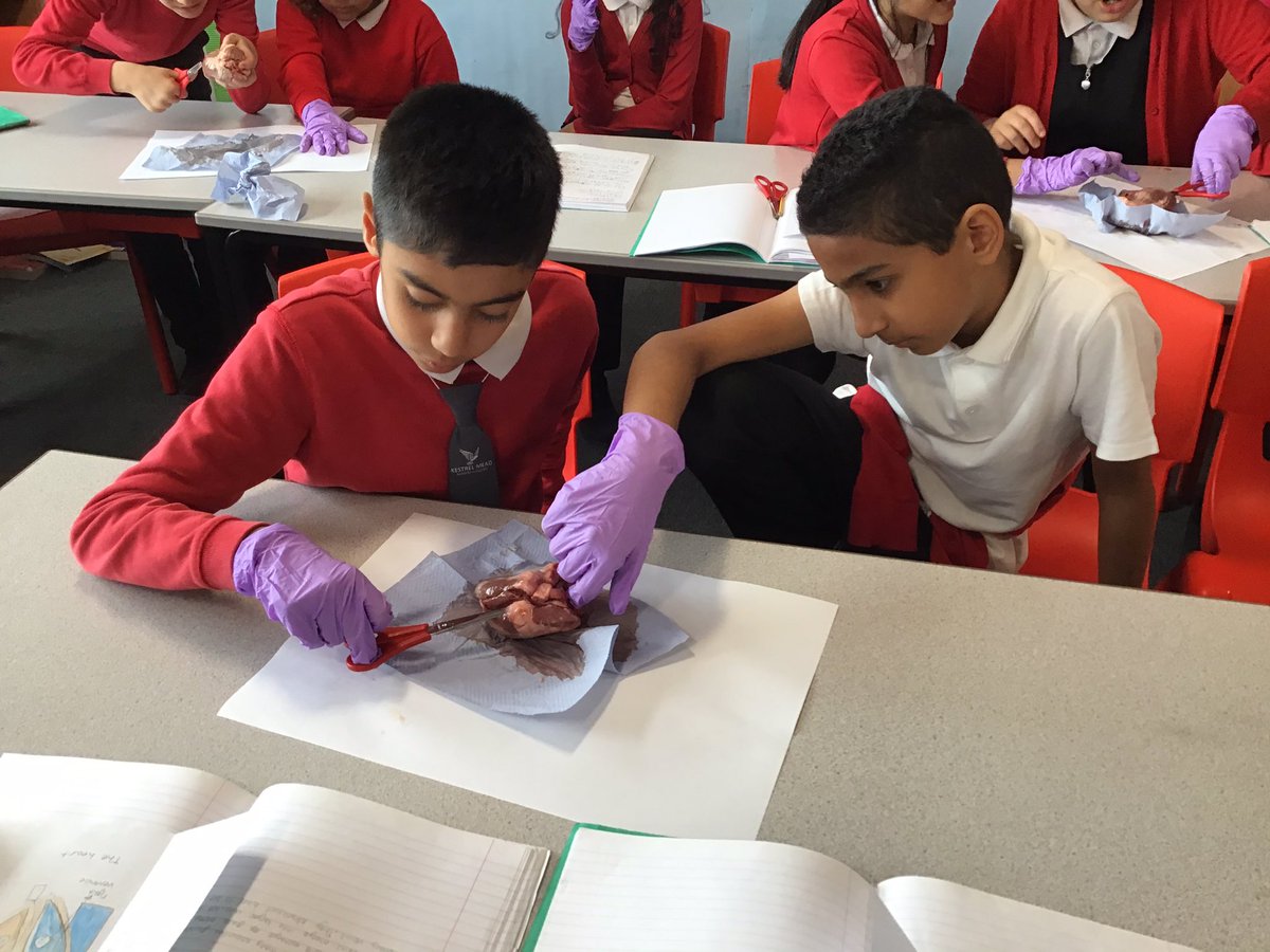 MrsHillWMPA's tweet image. This week we had our heart dissection day! We decided to take a break from our production practise this week to enhance our science learning and learned so much. We could apply our research to investigate the real thing! #explorative #curiosity #heart @kestrelmead #kestrelscience