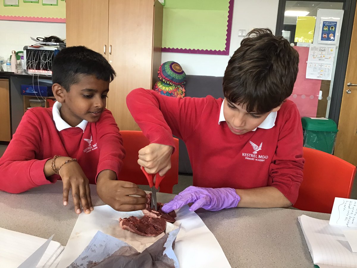 MrsHillWMPA's tweet image. This week we had our heart dissection day! We decided to take a break from our production practise this week to enhance our science learning and learned so much. We could apply our research to investigate the real thing! #explorative #curiosity #heart @kestrelmead #kestrelscience