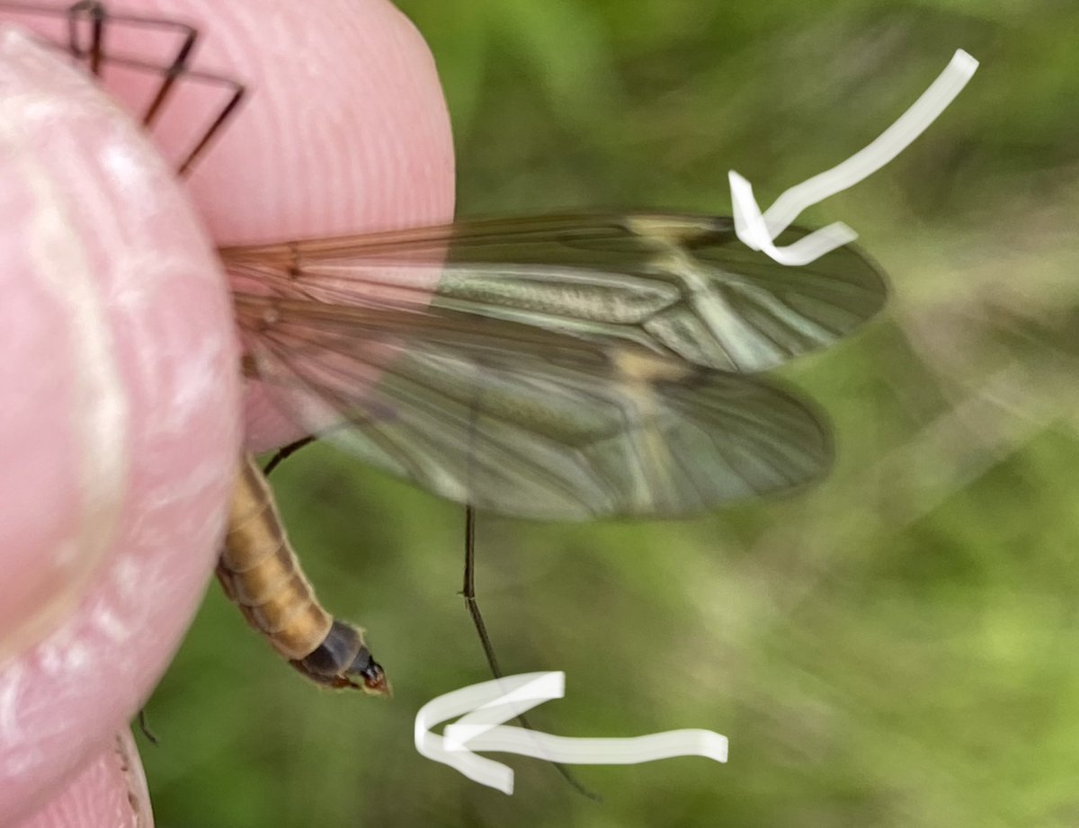 This is female Tipula fascipennis- reduced cerci (compared to lunata) and white stripes (hum 7 nation army 🎵🎵🎸) next time you see one) the full width of the wings #fieldrecording #craneflies