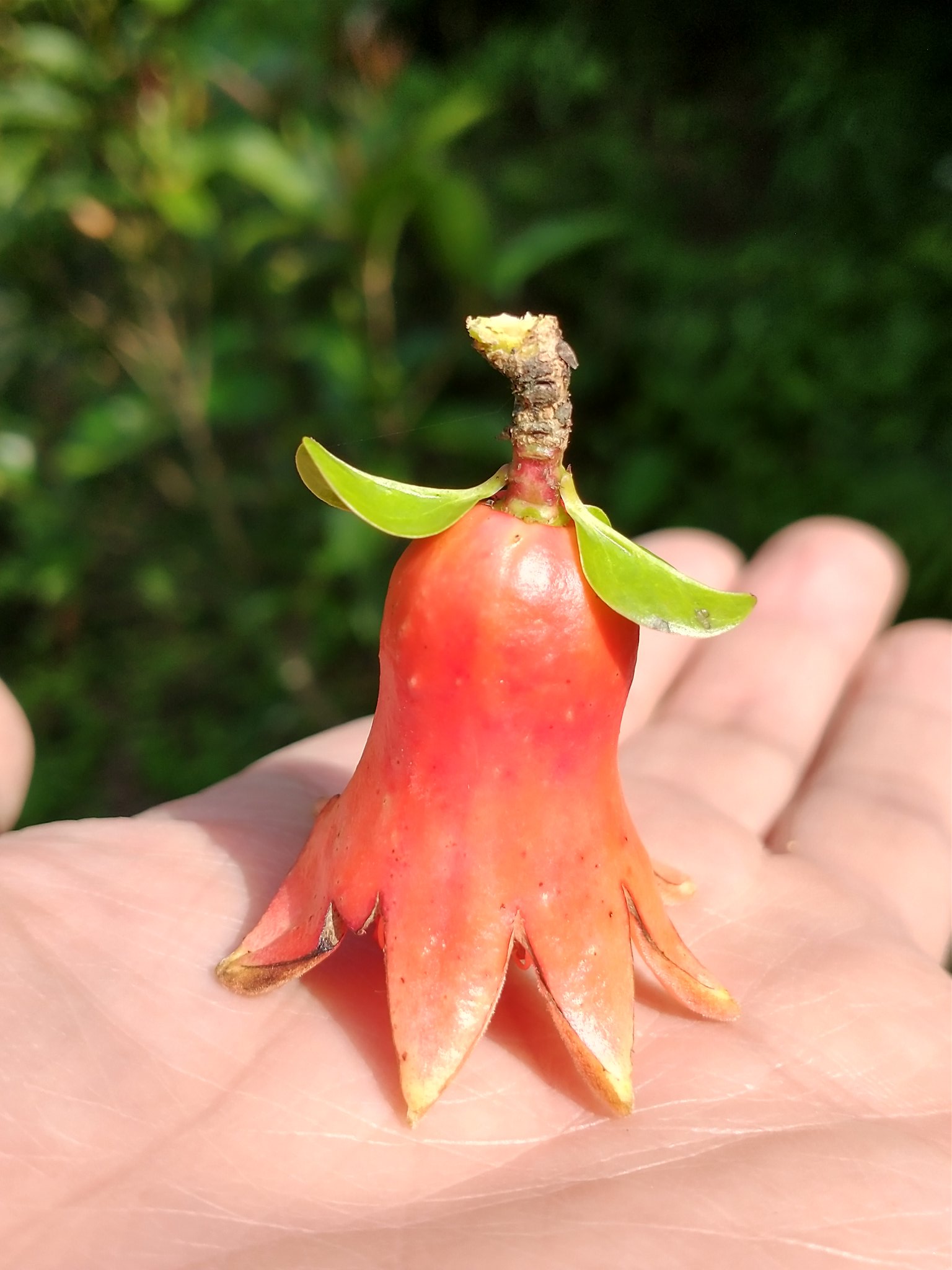 野歩き日記 ザクロの花が咲きました 蝋細工のような光沢のある朱赤色で目立ちます やがて花びらが落ちると タコのようでかわいいです T Co Fiwcm2b9v1 Twitter
