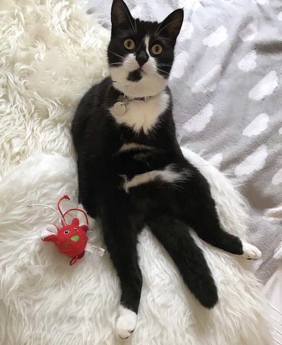 Watch 𝐊𝐞𝐥𝐥𝐲𝐛𝐬𝐰𝐨𝐫𝐥𝐝😻's leaked NSFW photo on TwXstars