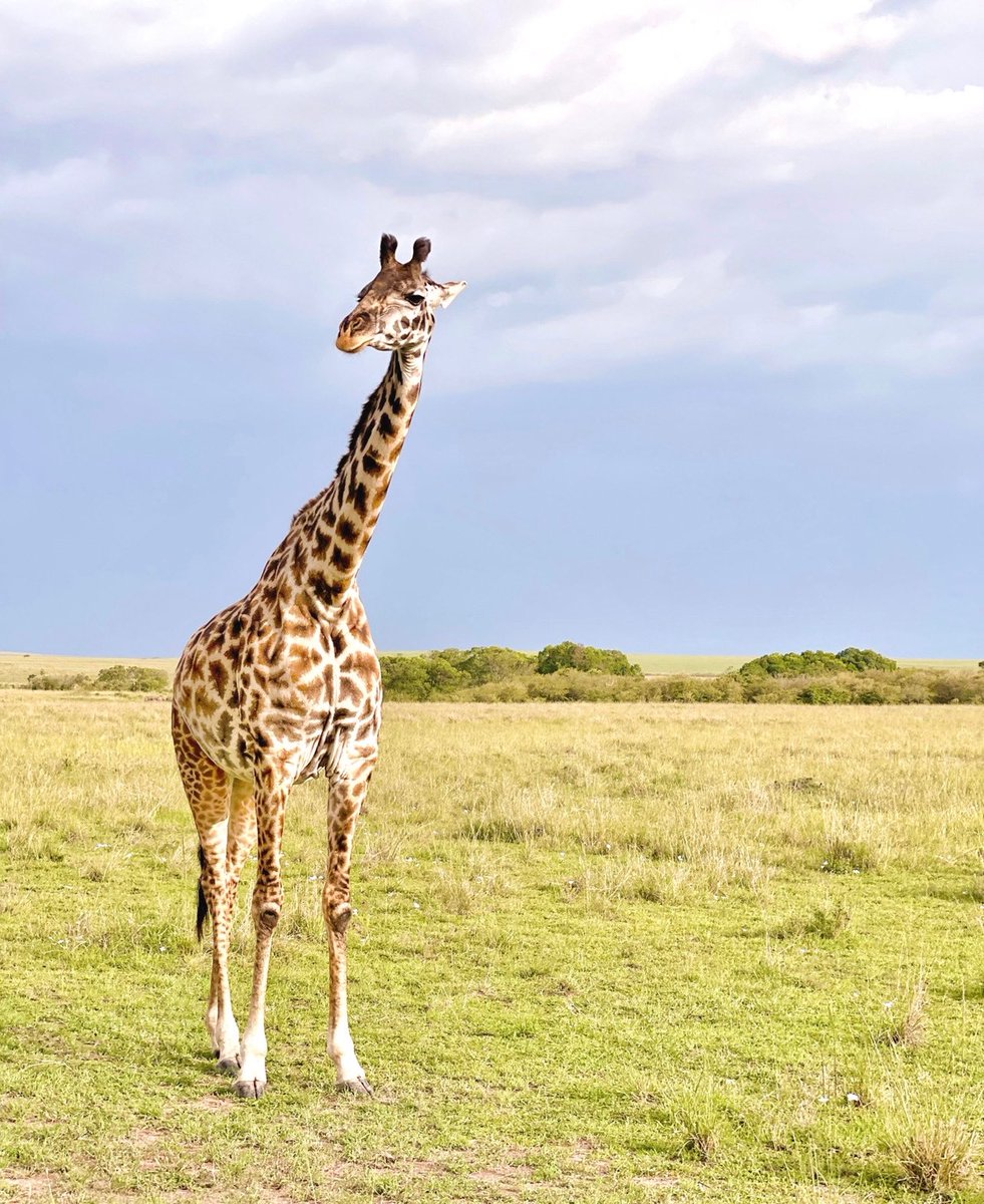LAKvisuals's tweet photo. Stepping into my safari collection now
#filmphotography #lakelandflphotographer #kenya #kenyian #africian #safari #africiansafari #giraffe #wildlifephotography #35mm #35mmfilm #photooftheday #picoftheyday #travelphotography #photographer #filmphotography https://t.co/Yr5CCuabQH