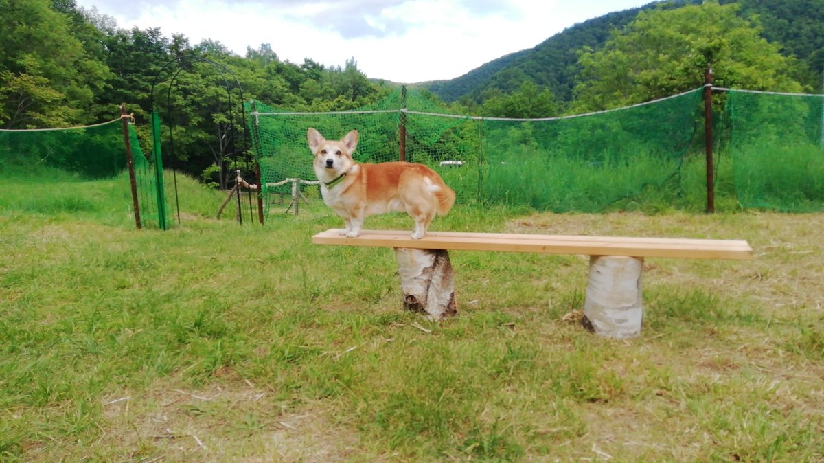 smiledog1126's tweet photo. ひっそりお山、やっとネット張れました〜😊現実逃避のお山 https://t.co/N7Rdnwwuv0