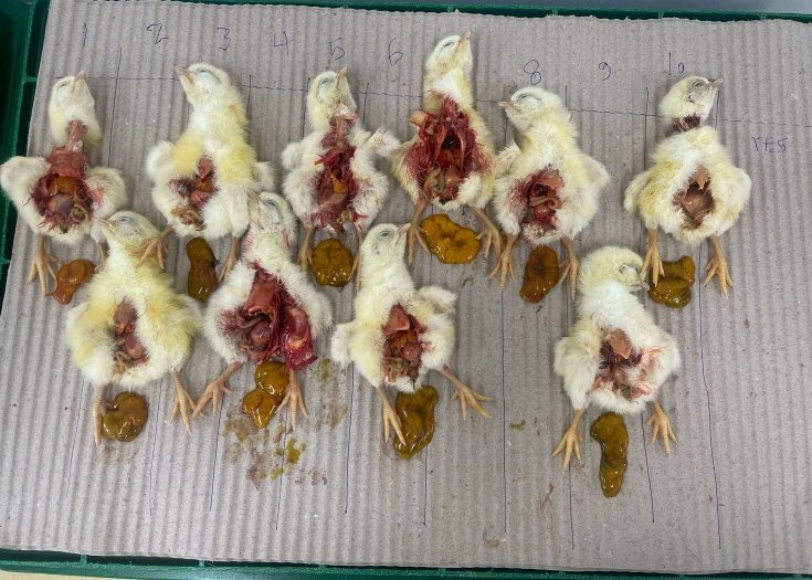 RADVAN🐓🥚🐥 tweet media