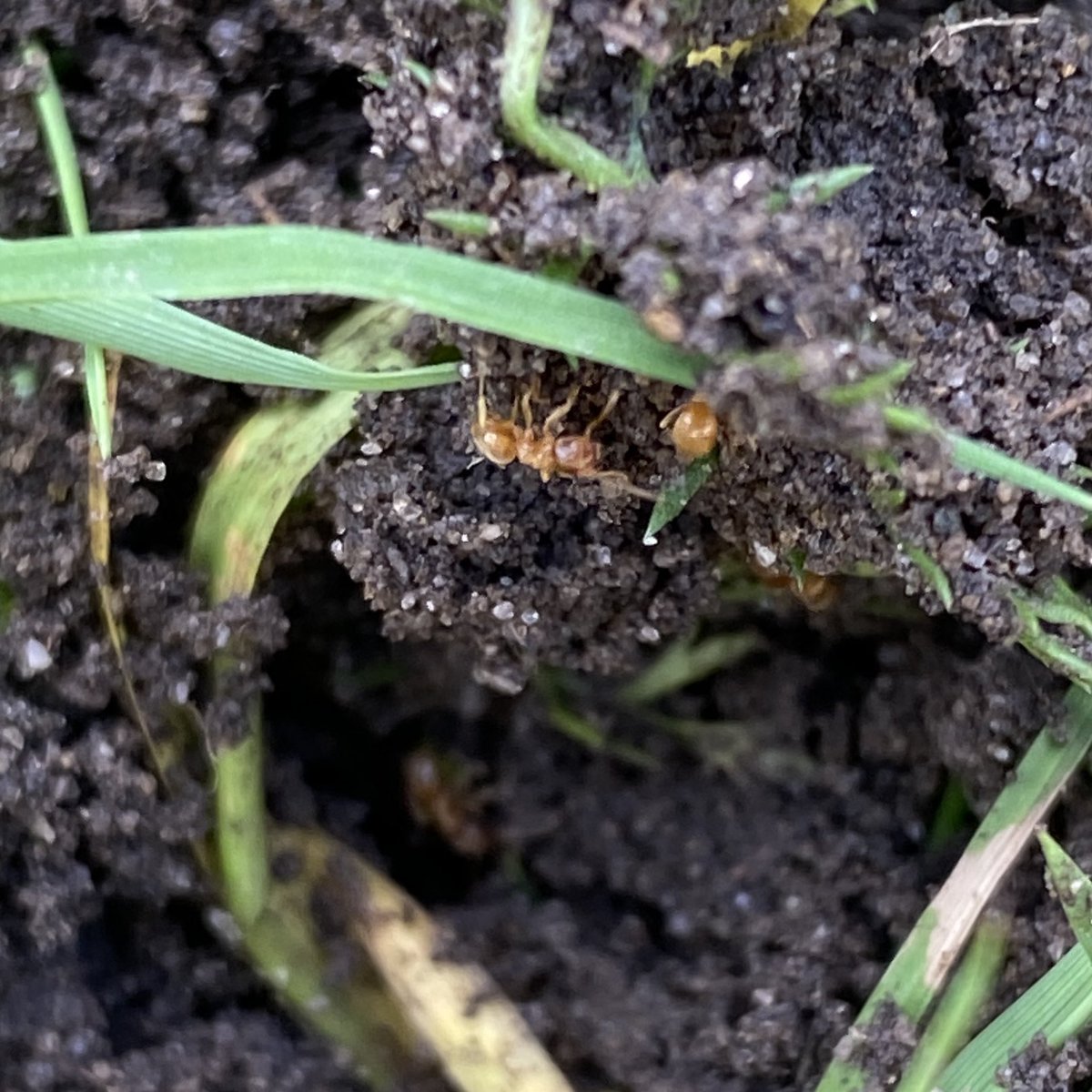 Jake Snaddon (@jlsnaddon) on Twitter photo <a href="/Sustainable_UoS/">Sustainable Soton</a> great to see yellow meadow ants (Lasius flavus) on the reduced mown areas of Highfield campus <a href="/Sustainable_UoS/">Sustainable Soton</a> great to see yellow meadow ants (Lasius flavus) on the reduced mown areas of Highfield campus