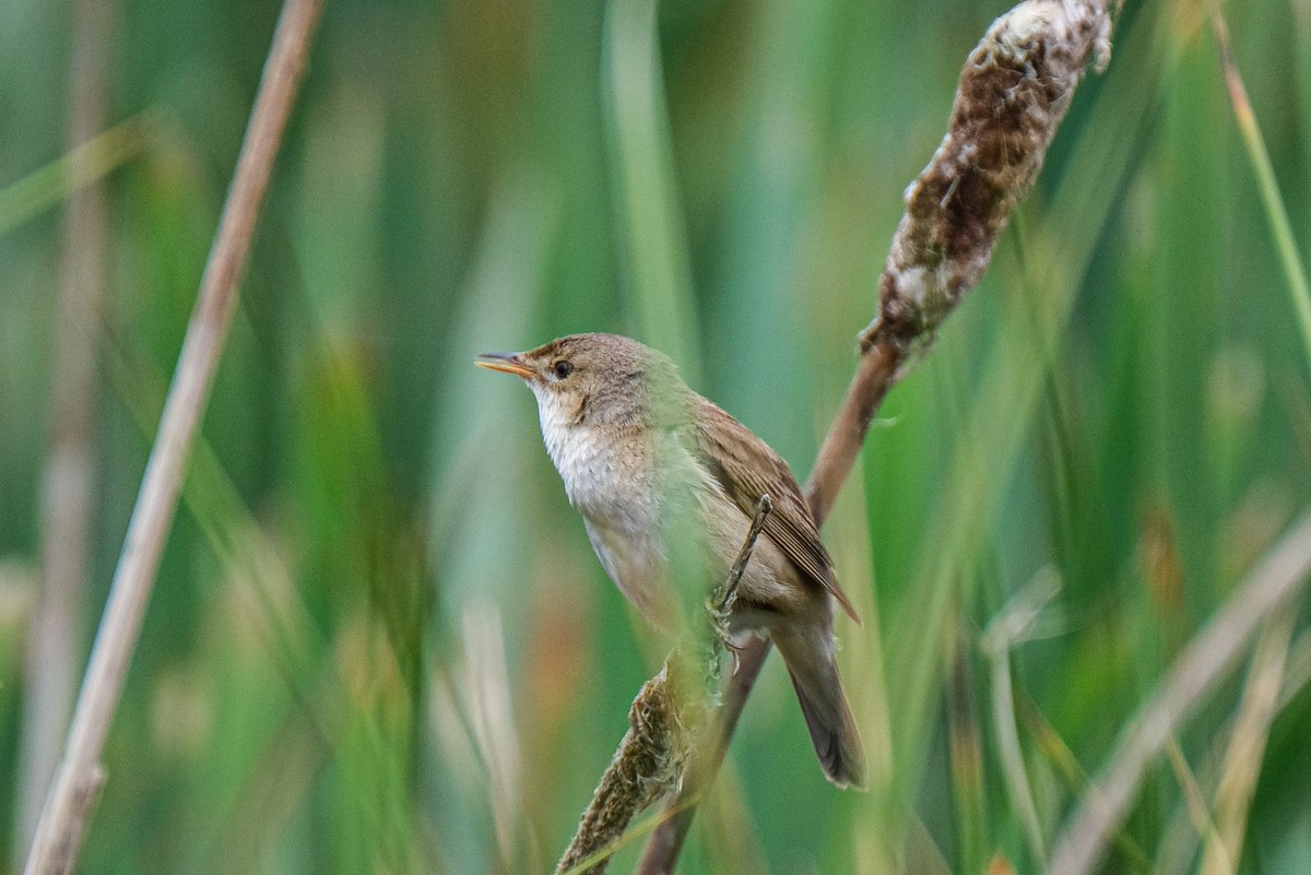MatPhillips2's tweet photo. @PeterMClayton Very nice. Yesterday at #RSPB #Greylake...too windy today for much near me I'm afraid. https://t.co/sI2TzCKQTD
