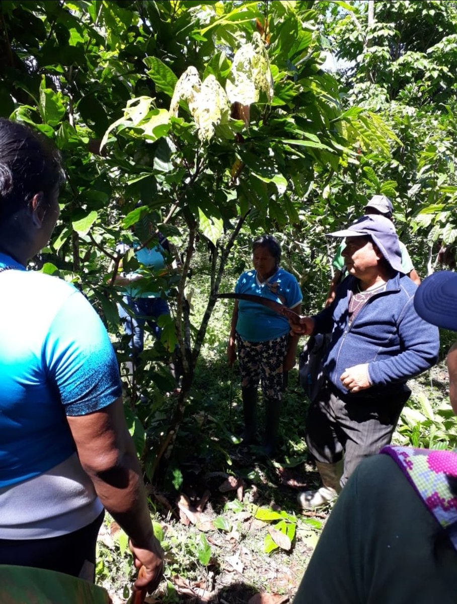 ProyectoAtpa's tweet photo. #PASTAZA mediante el proyecto #ATPA en #convenio con #PROAMAZONIA y empleo #IICA desarrollaron la clase práctica de podas fitosanitarias en la comunidad de aprendizaje de cacao en la parroquia #Santaclara https://t.co/bWXCrnKMQ2