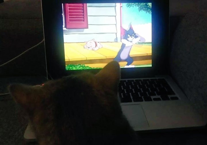Fernweeh__'s tweet photo. Benim üzüntüm kedimle bi Tom ve Jerry izlememe bakar bebeğim https://t.co/MIzv5jnn5a