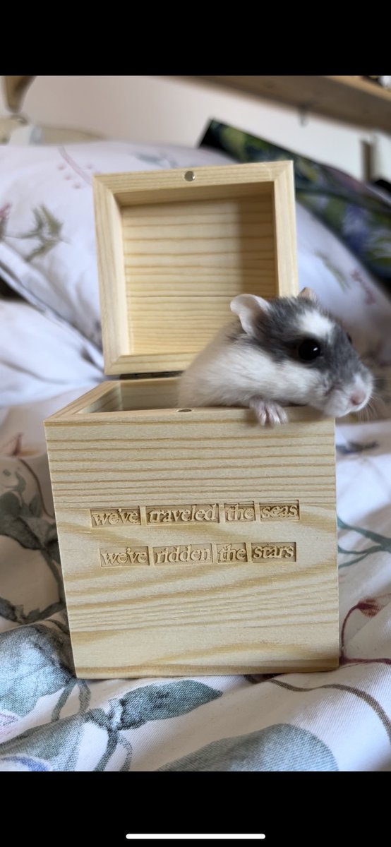 Novaclova's tweet photo. We put my hamster in our vip memories box 🥹🥰 @conangray #conangraylondon https://t.co/2QEnnFmN1h