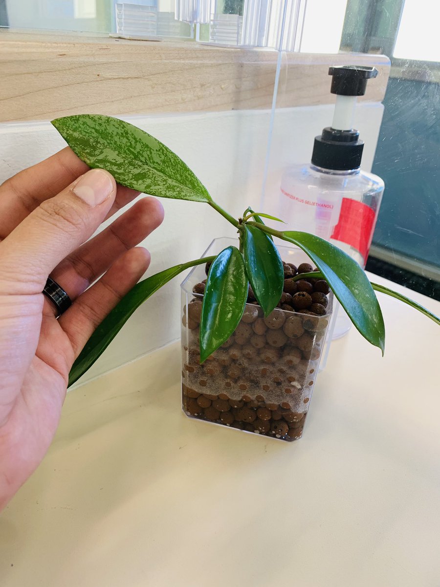 Office Plant Thread: Do you keep any plants in your office/work space? I’d love to see your setup! I must have one on my desk for my small mental breaks 🥹 #planttwitter #officeplants #workspace #plants #plantthread