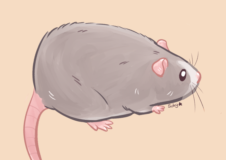 Sukiyama's tweet photo. chonky boy ~
#ratmeme #rat #cuteart https://t.co/c3Y86sBA1u