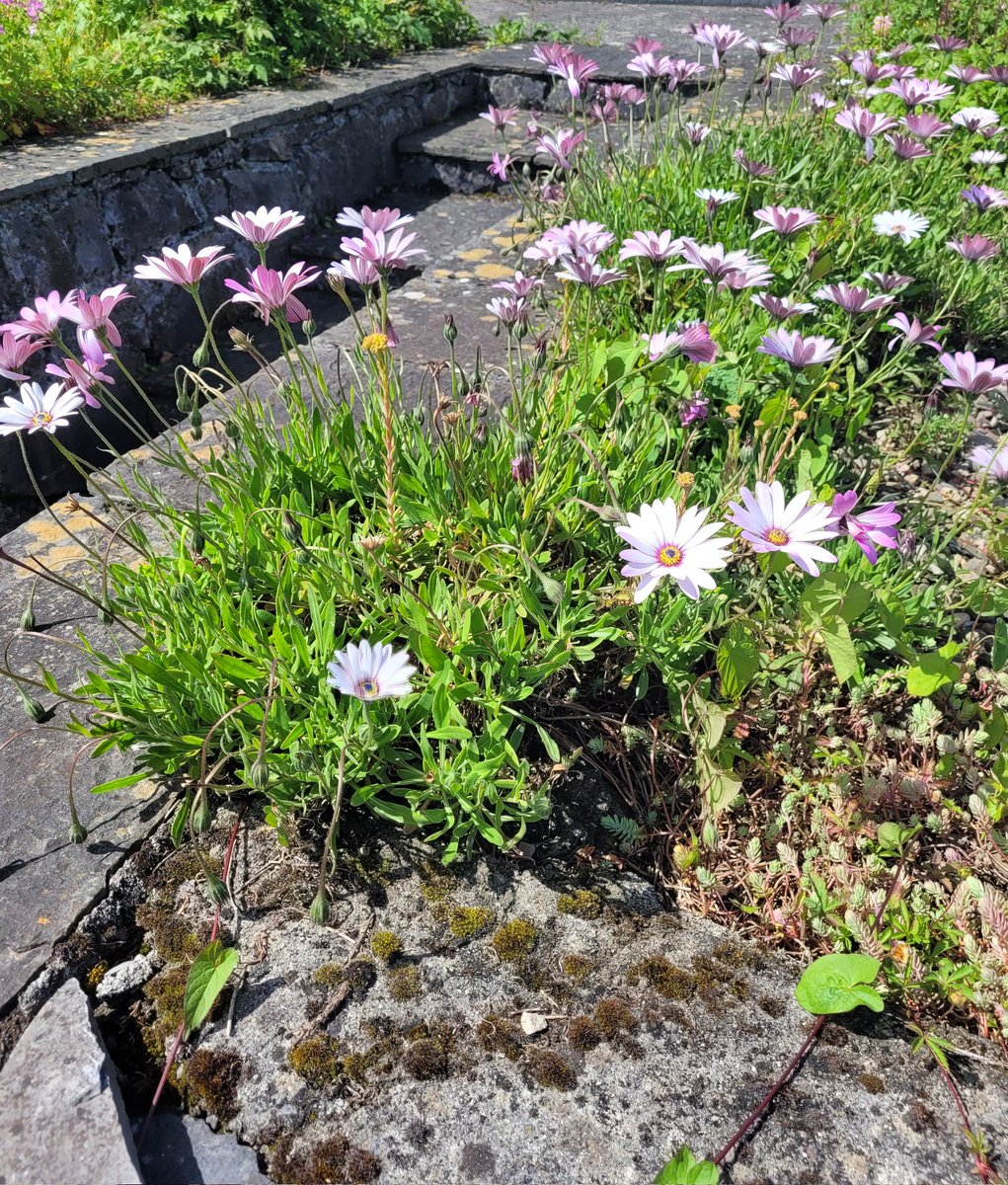 Beautiful day for a walk around the village ☀️⛵️ <a href="/kinvarans/">Kinvara NS</a>