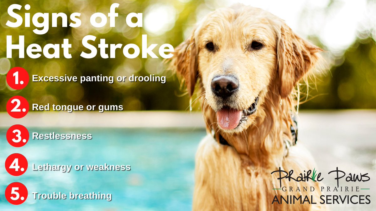 GPAS_TX's tweet photo. Temperatures are heating up this weekend, don't forget to protect your pets! When out for a walk, relaxing by the pool or running errands be mindful of the temperatures and watch for signs of a heat stroke.
❗ Never leave pets inside a hot car. #PrairiePaws https://t.co/u5x24wewJj