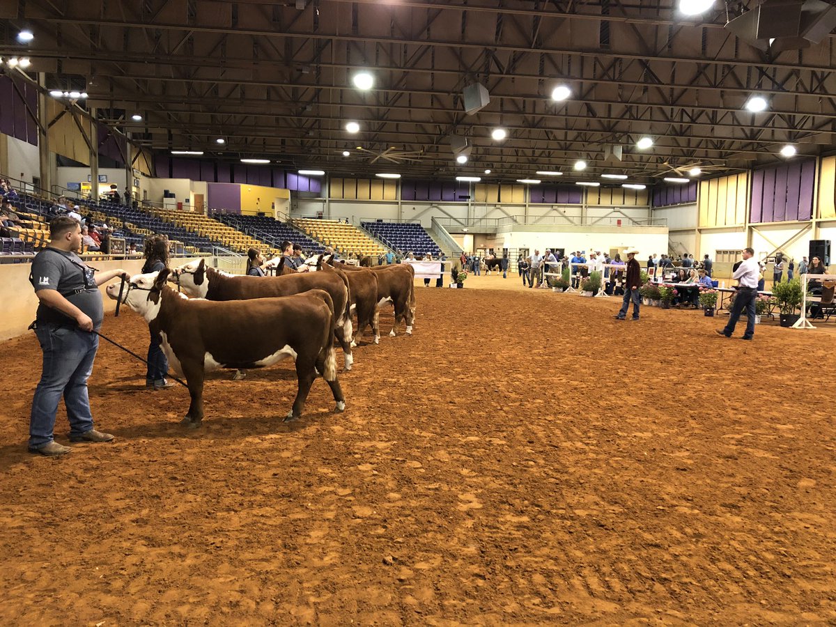 KYChampionSS's tweet photo. Showmanship competition at the Southeast Regional Junior Hereford Show. https://t.co/J8xkIwS4Bf