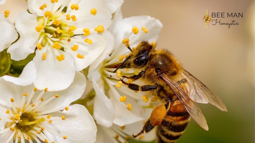 If the bees are just gathering food, how do plants get pollinated? Ever wonder? 🤔

As worker bees fly from flower to flower, pollen is transferred to a variety of plants, including key foods like vegetables, fruits, nuts, and other seeds and animal feed plants like clover.