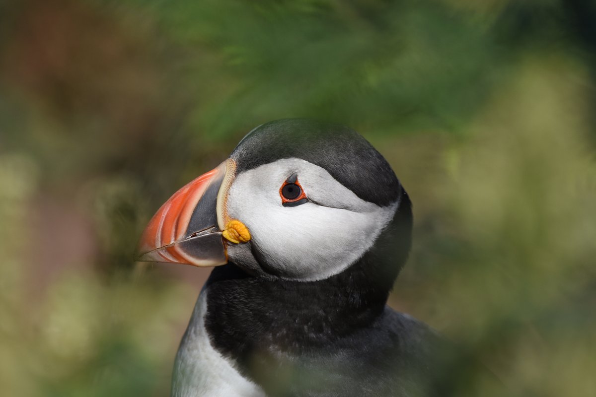 DBraidenPhoto's tweet photo. @Natures_Voice @BBCSpringwatch Hiding in the bracken. https://t.co/pGimUIqp25