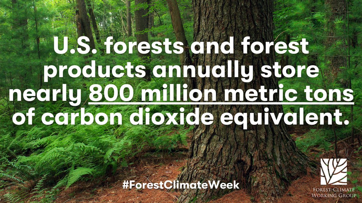 woodcouncil's tweet photo. DYK? Carbon storage in US forests and wood products remove enough CO2 from the air to offset 10-15% of our annual fossil fuel emissions! #ForestClimateWeek #masstimber #BuildWithWood https://t.co/HfoECZrV0Q
