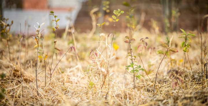 Midi de l'urbanisme : Urbanisation et îlots de chaleur, comment rafraîchir nos quartiers? - urbanistes.be/cub/midi-de-lu…