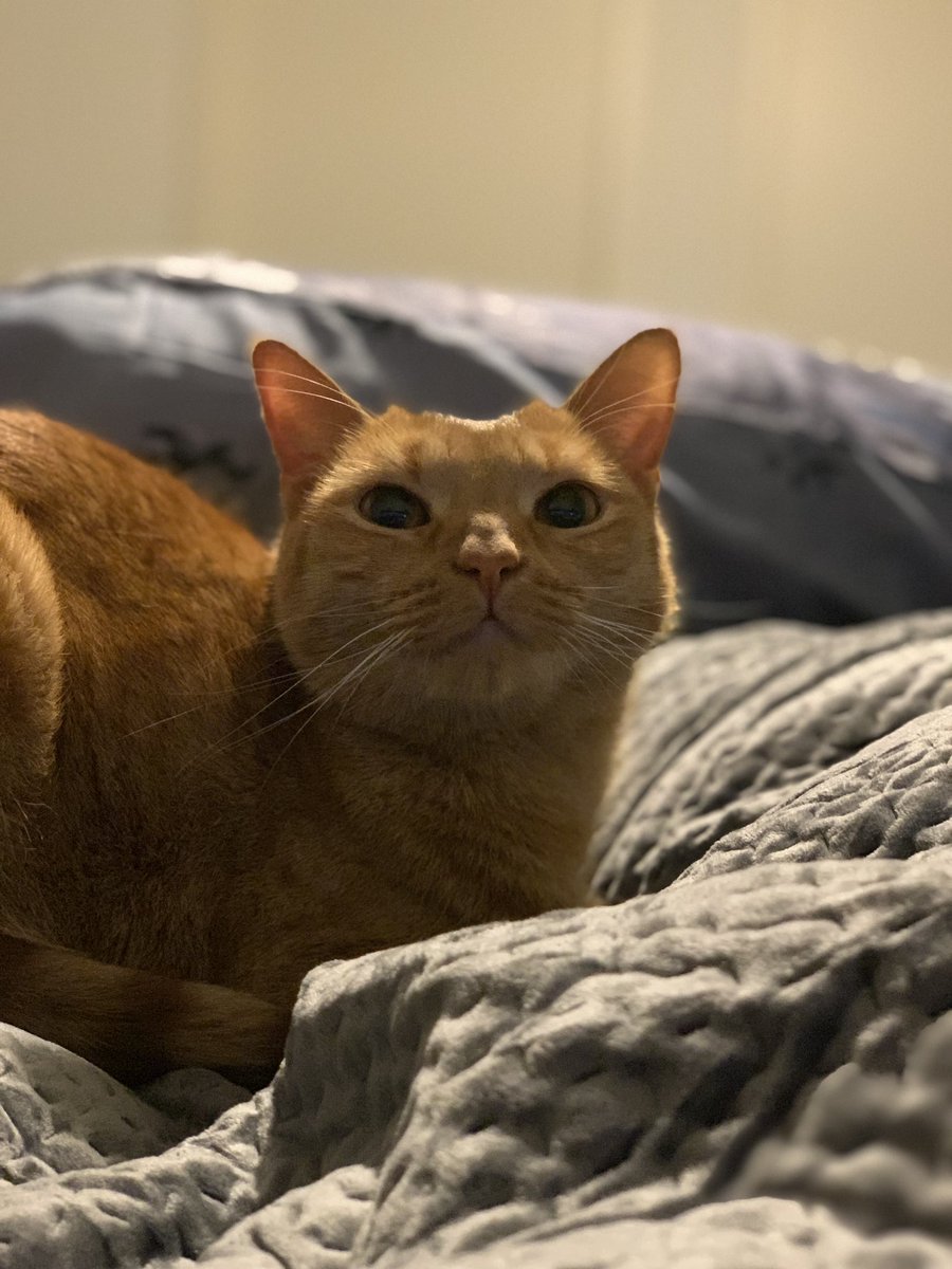 arosybud's tweet photo. my lacey reacting to #lifewaster when it dropped 🖤
happy #petsforcorpse day from the ginger trash gremlin https://t.co/yaplW7qjCD