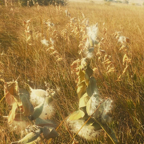 To date, we have raised $3,785 of our $5,000 spring appeal goal -- please help us cross the finish line!

We have so much gratitude for all of your donations -- whether talent, treasure or time -- you bring so much value to the WFAN community. 

wfan.ourpowerbase.net/civicrm/contri…