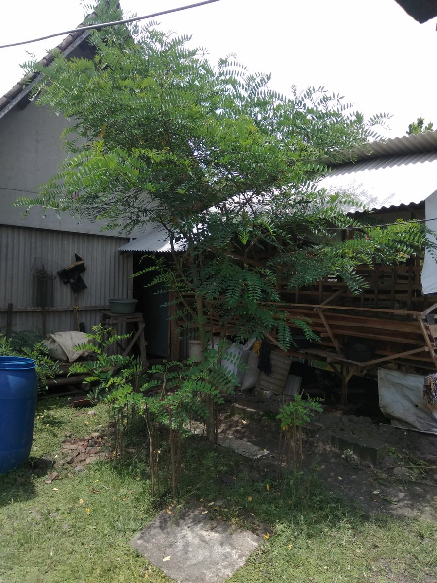 BENDHIJAU's tweet photo. Mulai akrab dengan kandang, kambing dan ngarit...🙏🇲🇨

#kandankmbik
#ternakkambing
#berdesa
#budidaya
#tukangngarit https://t.co/aYAnpFgztO