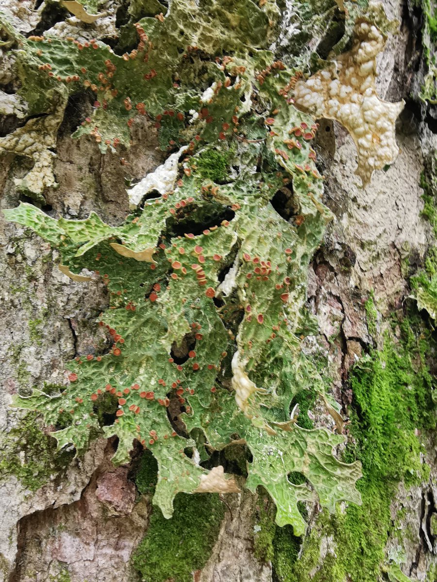 With c. 1cm per year a fast-growing lichen-fungus, Lobaria pulmonaria cultivates both green algal and cyanobacterial photobionts #lichens #symbiosis #oldgrowthforests