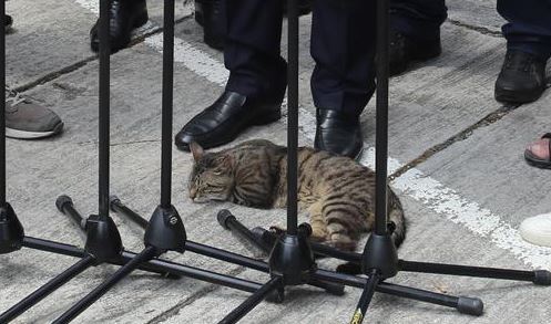 PIXSELL's tweet photo. Mačak zaspao kraj nogu premijera Plenkovića, koji je u Divljama komentirao aktualne političke teme
📸PIXSELL
#animal #macak #cat #CatsOfTwitter #plenkovic @AndrejPlenkovic #caosvima #politics #politika https://t.co/08R5HvmQ4V